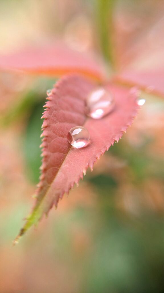 Photo of a leaf